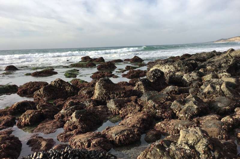 Ocean acidification is transforming California mussel shells