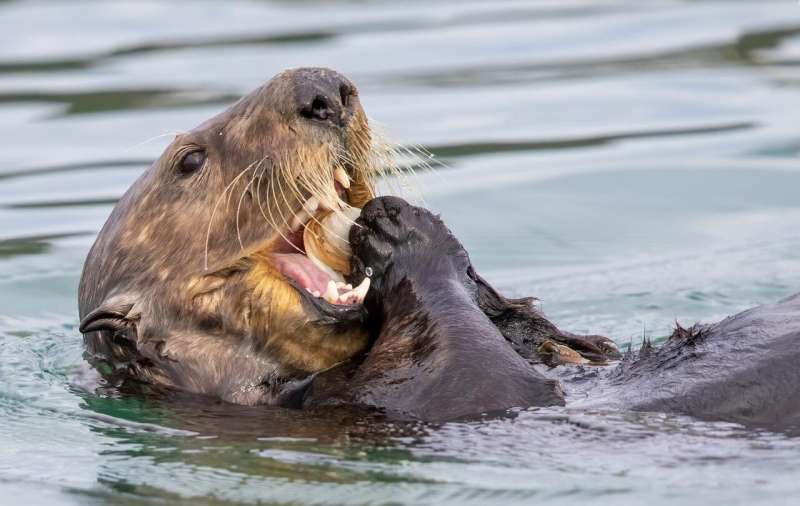 Ocean toxin a heartbreaking threat for sea otters
