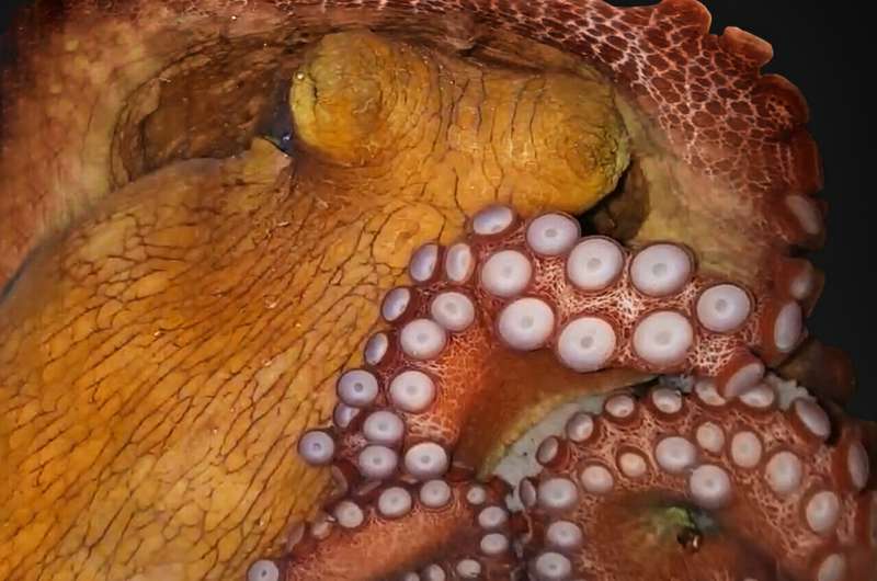 Octopuses have two alternating sleep states, study shows