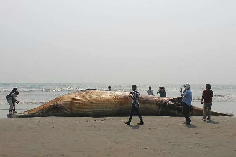 Officials said the whales could have died after consuming sea pollutants