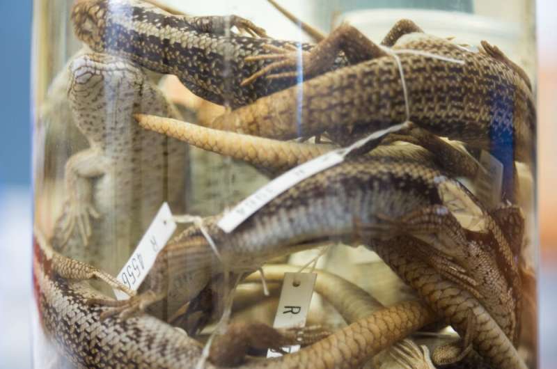Old, goopy museum specimens can tell fascinating stories of wildlife history. Finally, we can read them