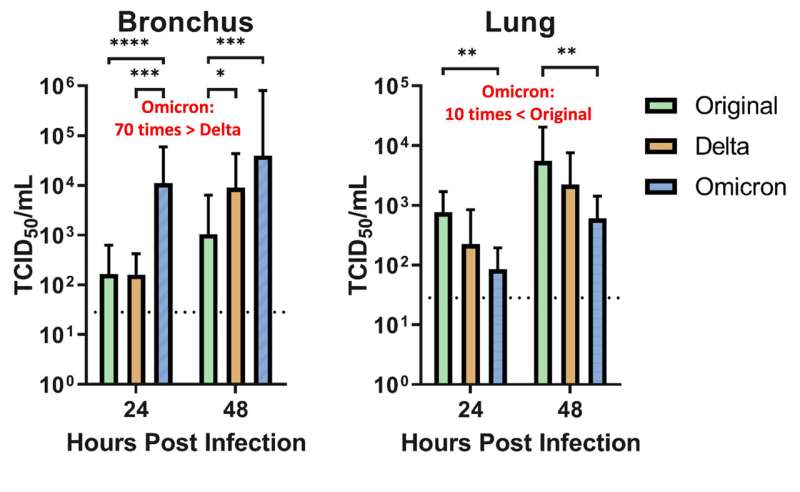 Omicron SARS-CoV-2 can infect faster and better than delta in human bronchus, but with less severe infection in lung