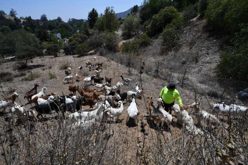 On a hot July morning, a herd of 80 goats were deployed to a hilly patch of land in Glendale, just outside Los Angeles