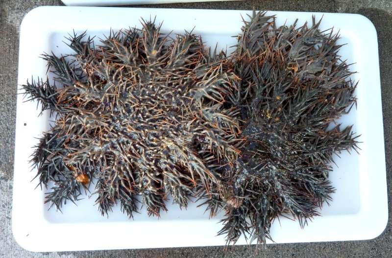 One intervention modelled was expanded measures to control the predatory crown-of-thorns starfish