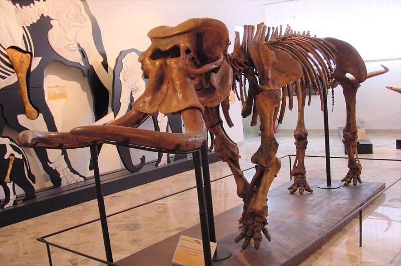 One of the largest ever land mammals evolved into extinct dwarf elephant