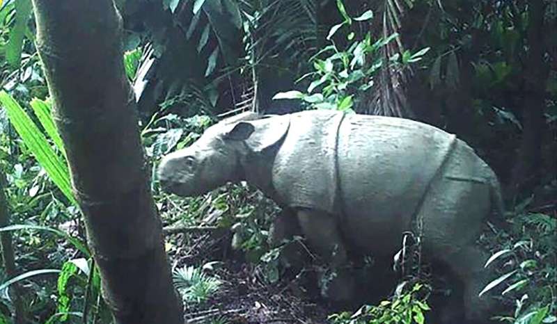 One of the two rare Javan rhino calves caught on camera in Indonesia, which has raised hopes for the future of the species