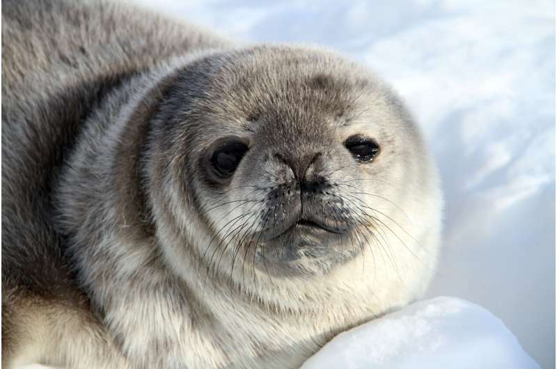 One size does not fit all in Antarctica: climate change will impact Antarctic seals differently