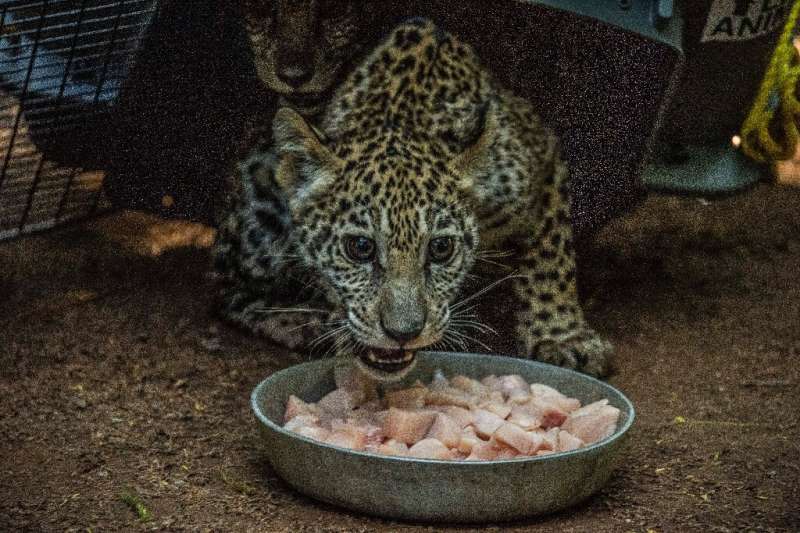 One of the jaguar cubs eats on January 27, 2021 at the Nicaragua National Zoo, which is developing a breeding program for jaguar