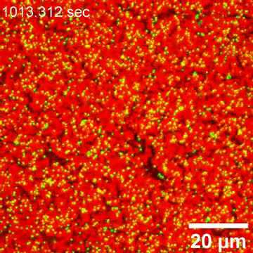On the line: Watching nanoparticles get in shape