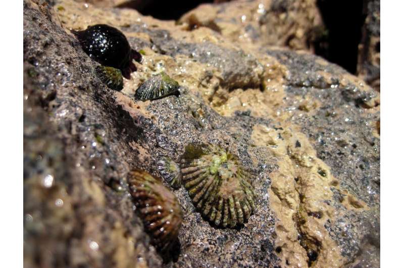ʻOpihi age, growth, and longevity influenced by Hawaiian intertidal environment