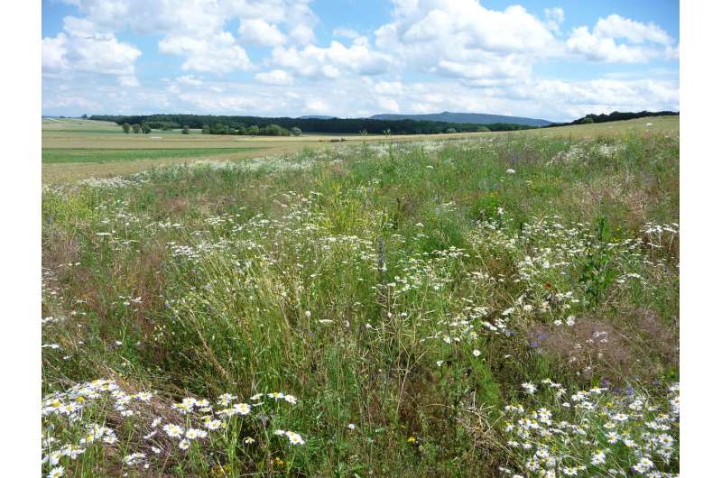 Optimally promoting biodiversity in agricultural landscapes