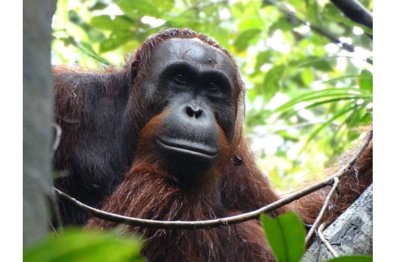 Orangutan finding highlights need to protect habitat