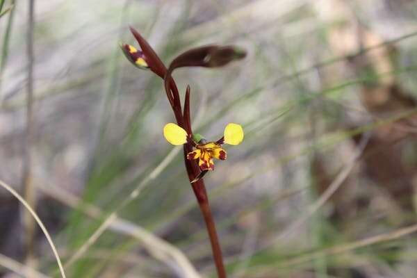 Orchid hunting has come a long way. In 5 steps, you can join a national research effort