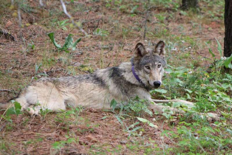 Oregon-born gray wolf dies after 'epic' California trek