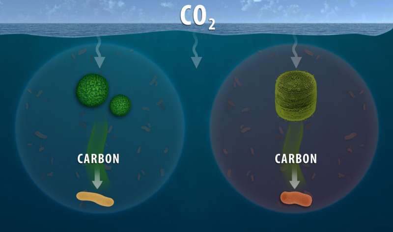 Oregon State microbiology research furthers understanding of ocean’s role in carbon cycling