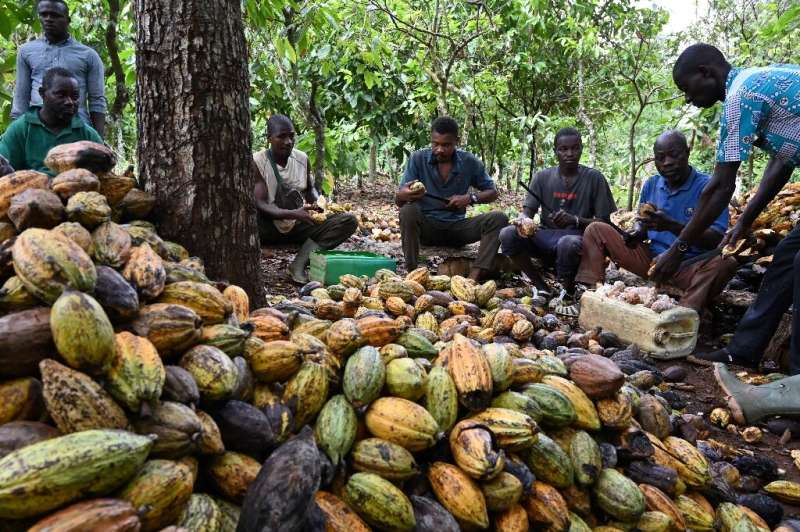 Organic cocoa farming in M'Brimbo, a village in central Ivory Coast, is prospering 