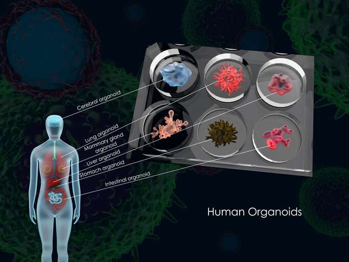 Organoids: The Future of Disease Modelling?