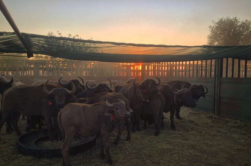 OSU study on African buffalo offers insights on persistence of highly contagious pathogens