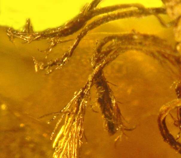 OSU study yields a first in fossil research: Seeds sprouting from an amber-encased pine cone