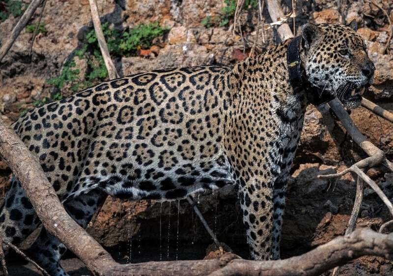 Ousado, a wild jaguar, was badly burned in devastating wildfires in Brazil in 2020; the destruction of the Amazon is putting man
