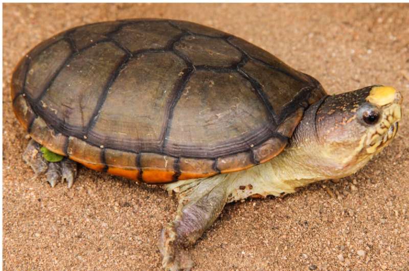 Over 50 percent of all turtle species are threatened – new atlas of the turtles of the world published
