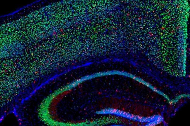 Oxygen deficit makes nerve cells grow