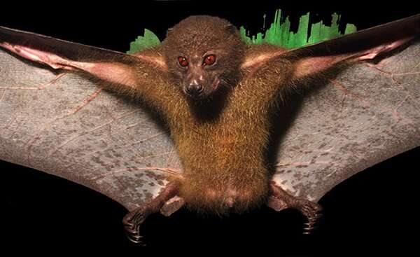 Pacific Island bats are utterly fascinating, yet under threat and overlooked. Meet 4 species