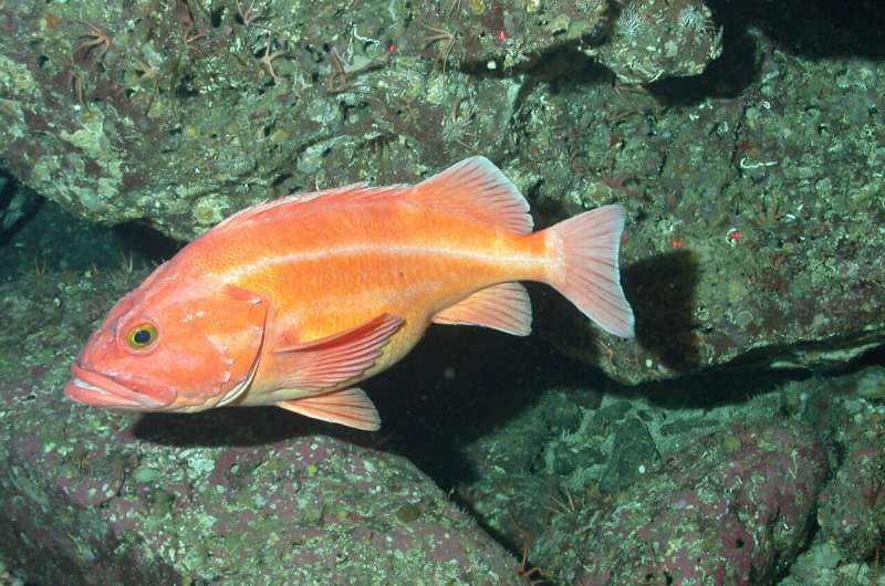 Pacific rockfish and the trade-offs of a long life