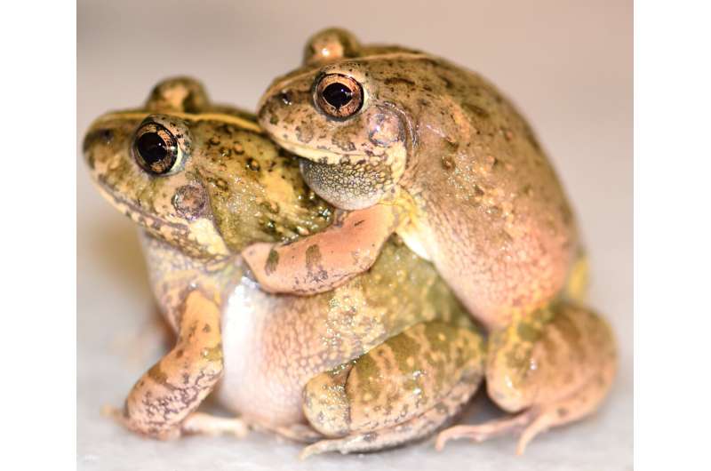 Pakistan’s amphibians need more research efforts and better protection