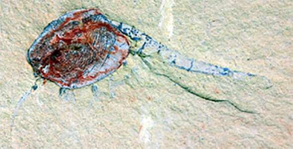 Paleonursery offers rare, detailed glimpse at life 518 million years ago