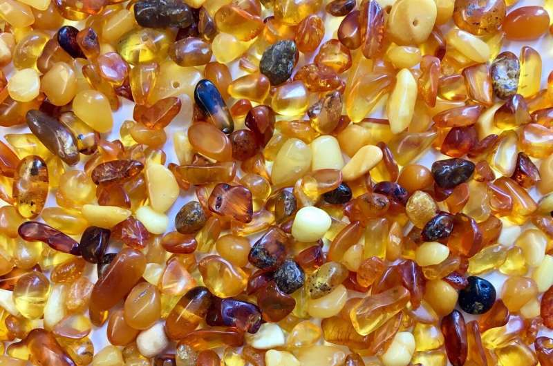 Paleopharmaceuticals from Baltic amber might fight drug-resistant infections