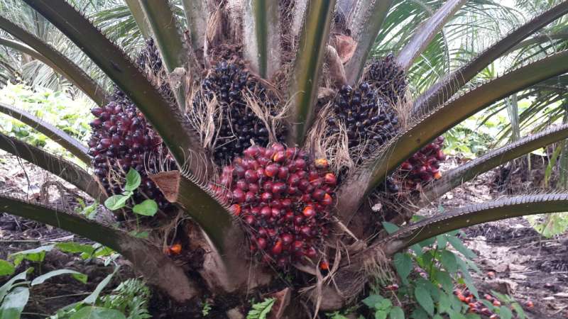 Palm oil production can grow without converting rainforests and peatland