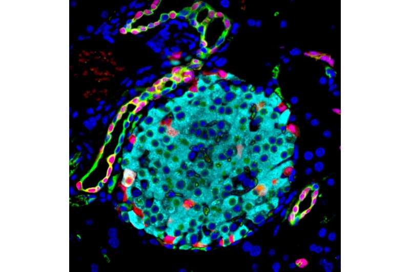 Pancreatic beta-cell boost in mice paves way for future diabetes treatments