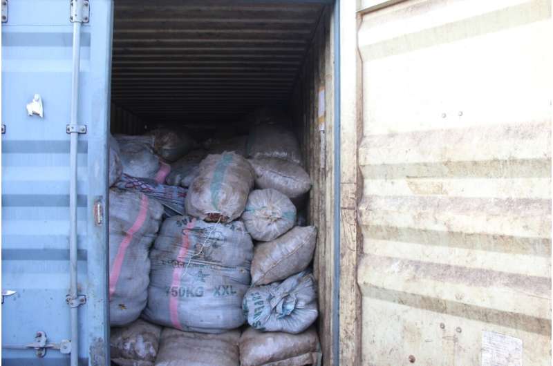 Pangolin trafficking: iceberg tip of Nigeria's illegal trade revealed