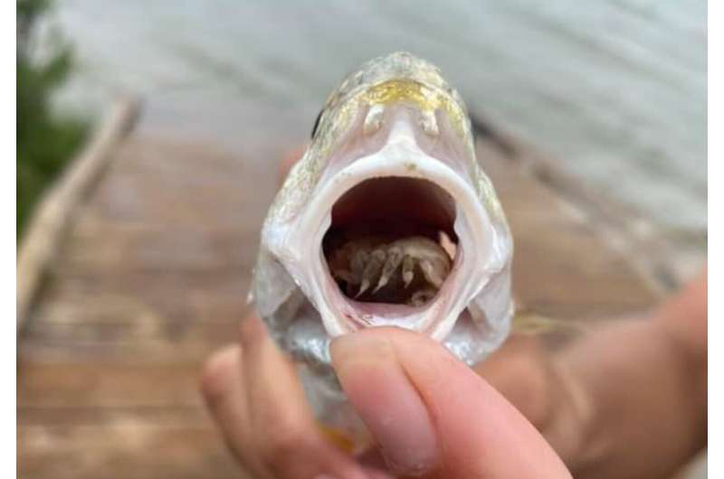 Parasite that replaces a fish's tongue caught at Texas state park