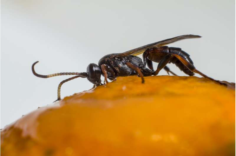 Parasitic wasps turn other insects into ‘zombies,’ saving millions of humans along the way