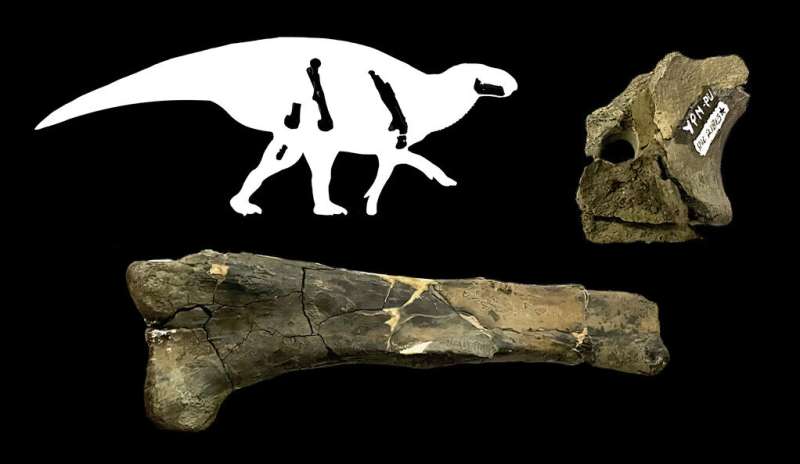 Peabody fossils illuminate dinosaur evolution in eastern North America