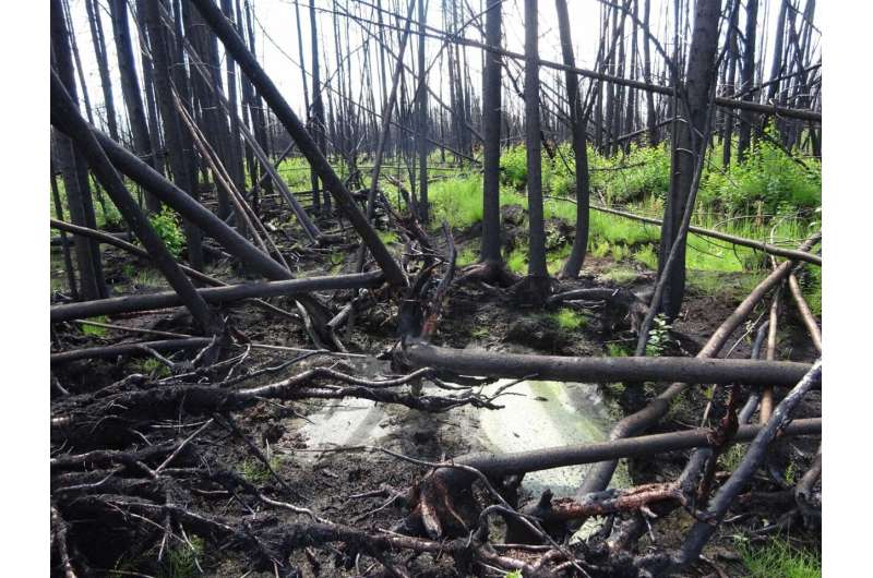 Peatlands pose complex, poorly understood wildfire risk, researchers warn