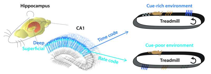 Peeking at the pathfinding strategies of the hippocampus in the brain