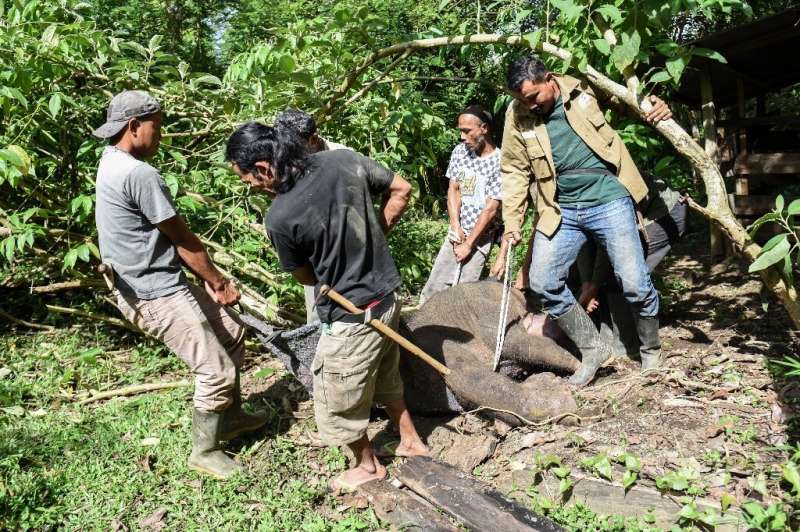 People move the baby elephant after it was injured in a trap