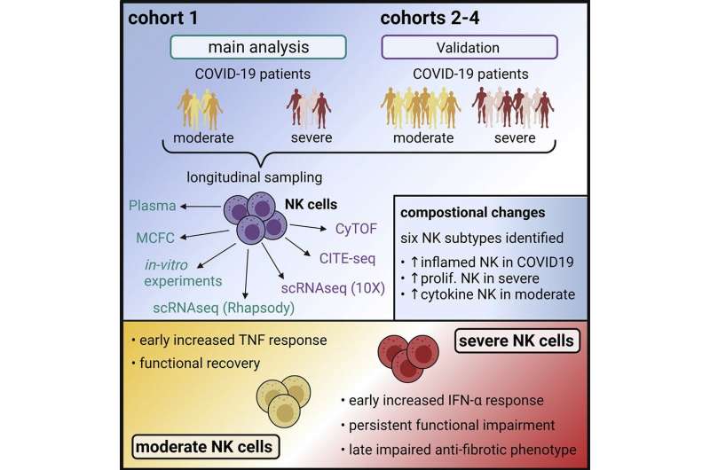 Persistent dysfunction in natural killer cells has been implicated in severe COVID-19 progressions