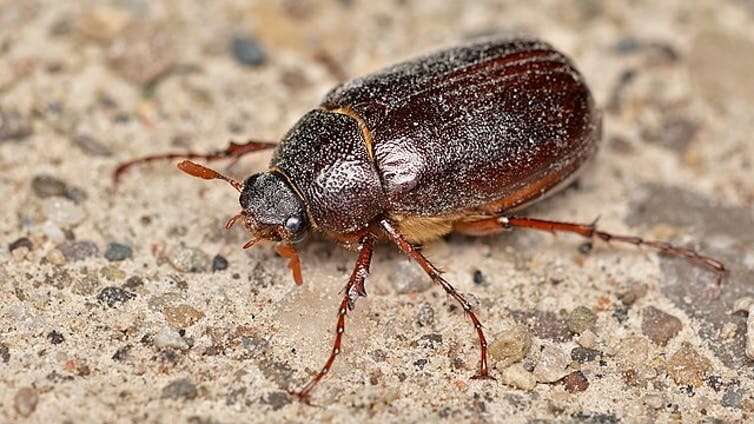 Pest ... or snack? June bugs are the 'croutons of the sky'
