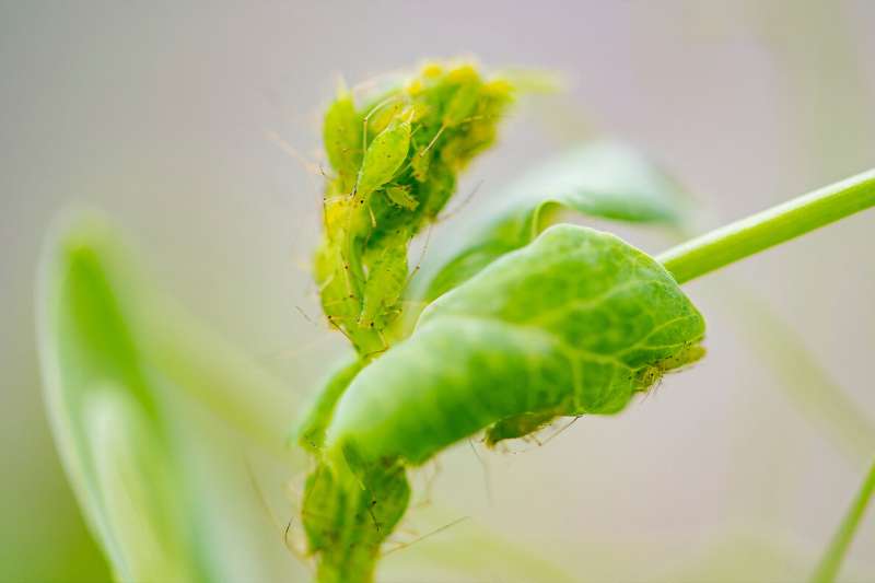 Pest attack-order changes plant defenses