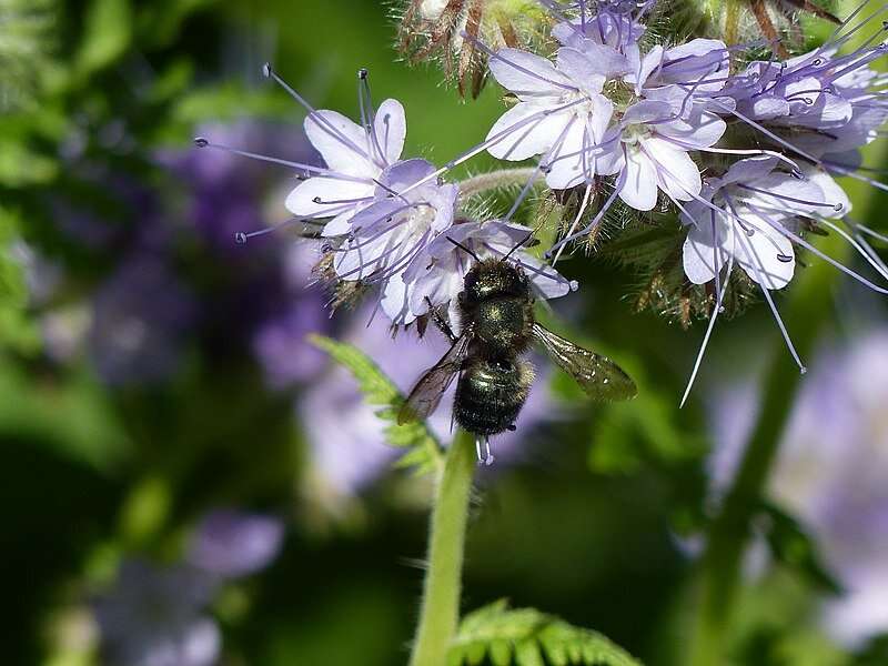 Pesticide found to reduce fertility in blue orchard bee