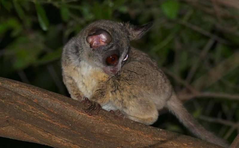 Pet trade may pose threat to bushbaby conservation