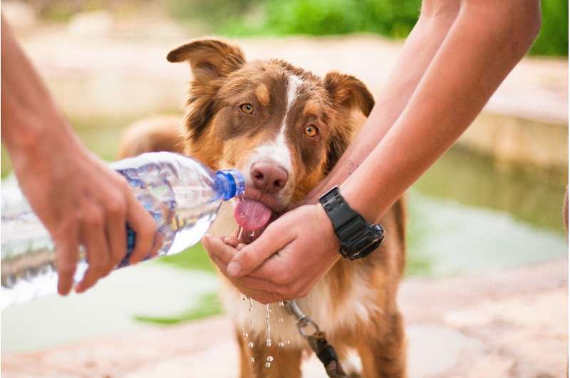 pets water