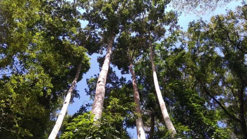 Arbres forestiers philippins menacés par la déforestation et le changement climatique