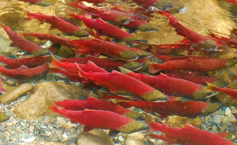 Physical fitness of wild Pacific sockeye salmon unaffected by piscine orthoreovirus