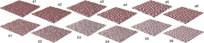 Physicists discover unifying pattern in two-dimensional ferroelectrics