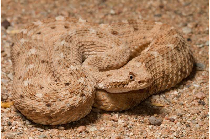 Physics of snakeskin sheds light on sidewinding